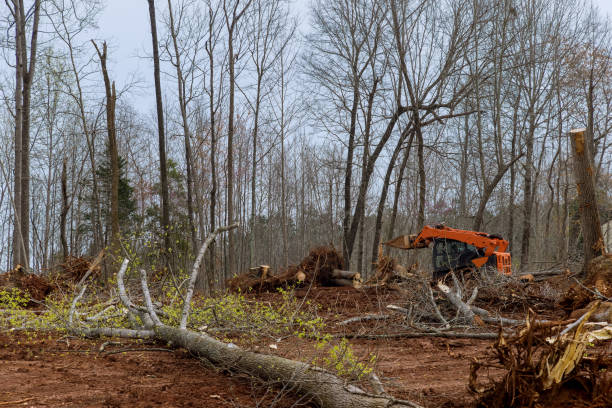 Trusted Medina, TN Tree Care Experts