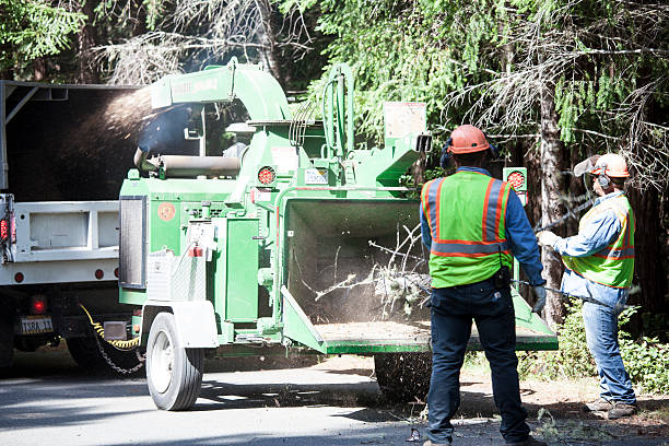 How Our Tree Care Process Works  in  Medina, TN